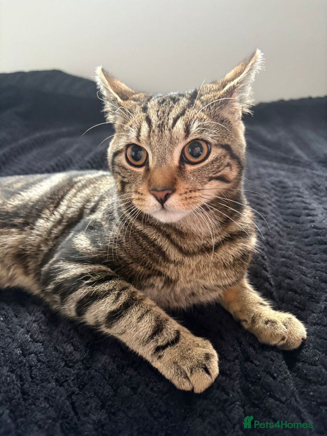 Mixed Breed cats for sale: Tabby male 6 month old kitten - Advert 6