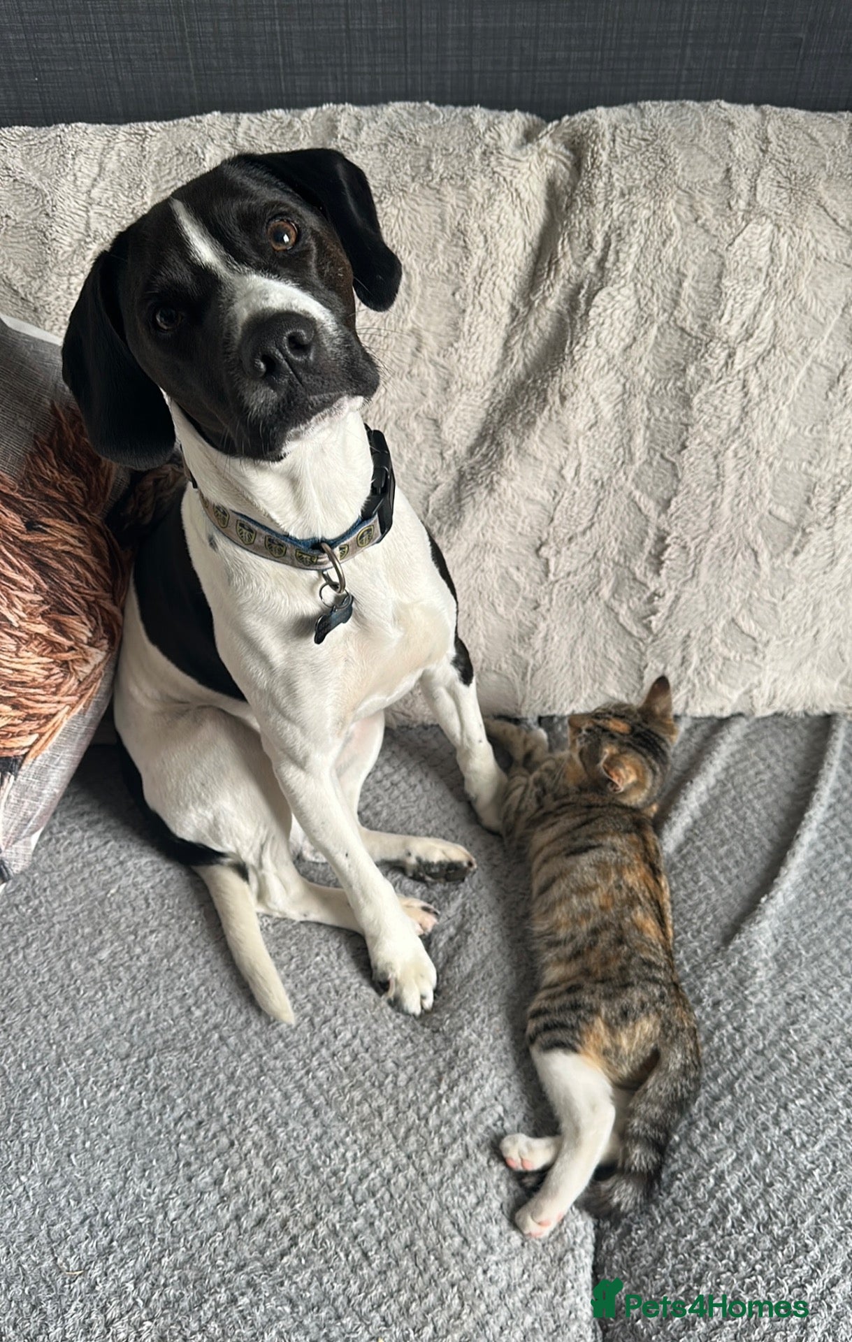 Mixed Breed dogs for sale: Rehoming due to change in family dynamics (Dave)  - Advert 8