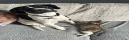 Mixed Breed dogs for sale: Rehoming due to change in family dynamics (Dave)  in Scunthorpe - Advert 1