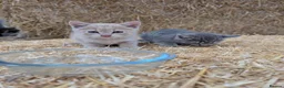Mixed Breed cats for sale: 2 male farm kittens  in Stranraer - Advert 3