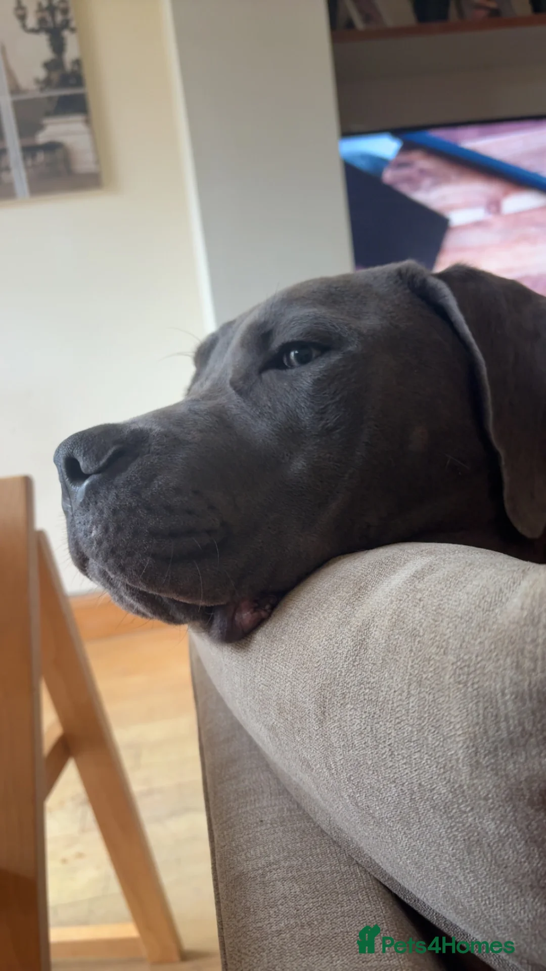 Cane Corso dogs for sale: Cane corso in Faringdon - Advert 2