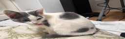 Domestic Shorthair cats for sale: Grey & White Domestic Shorthair Cat for Sale - - Advert 4