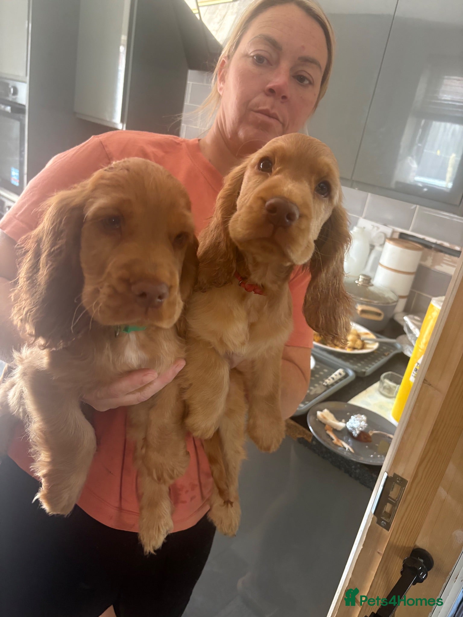 Cocker Spaniel dogs REDUCED !! only 2 boys left   show cockers - Advert 2