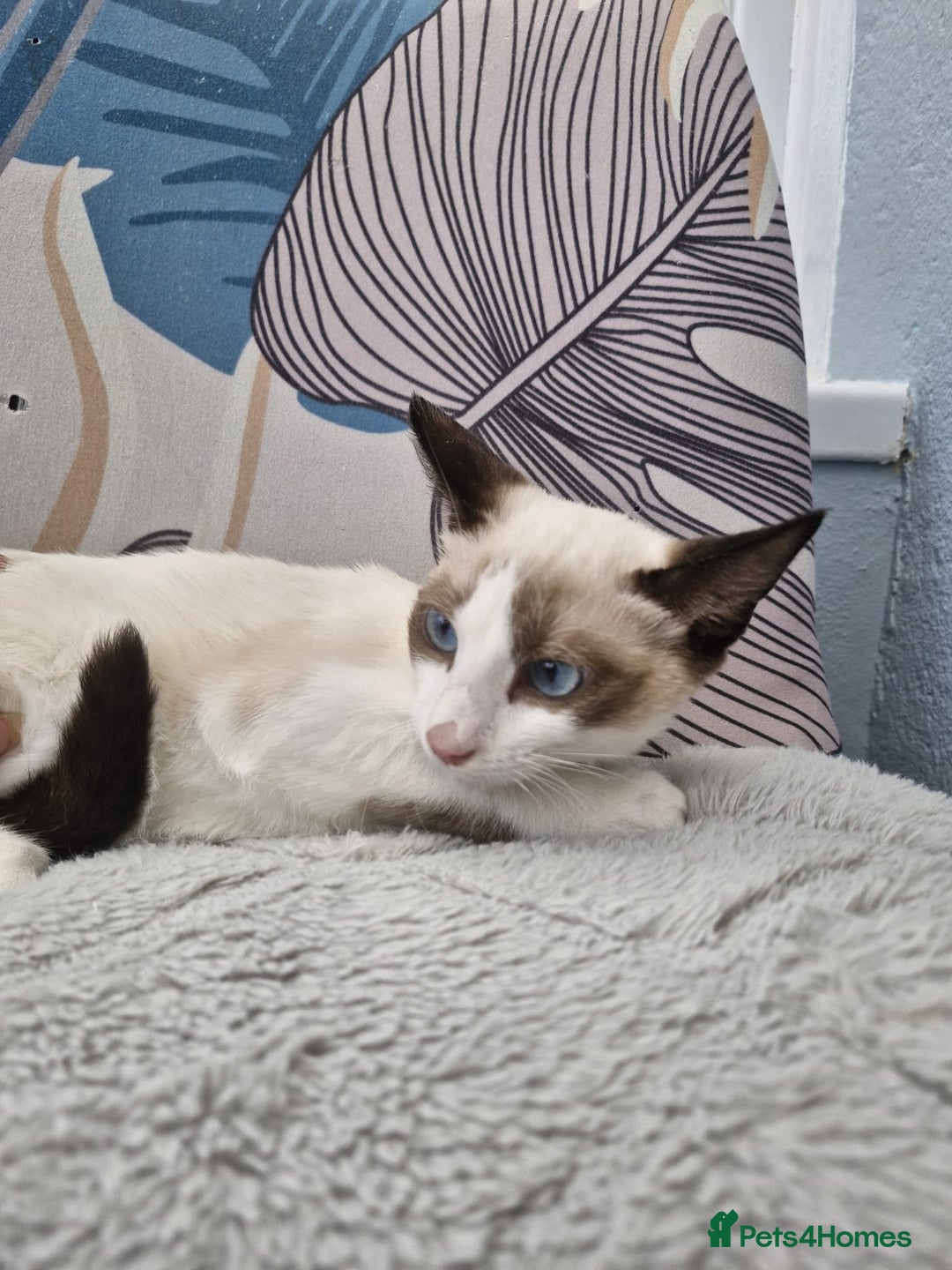 Snowshoe cats for sale: Pedigree snowshoes ready now only two left - Image 5