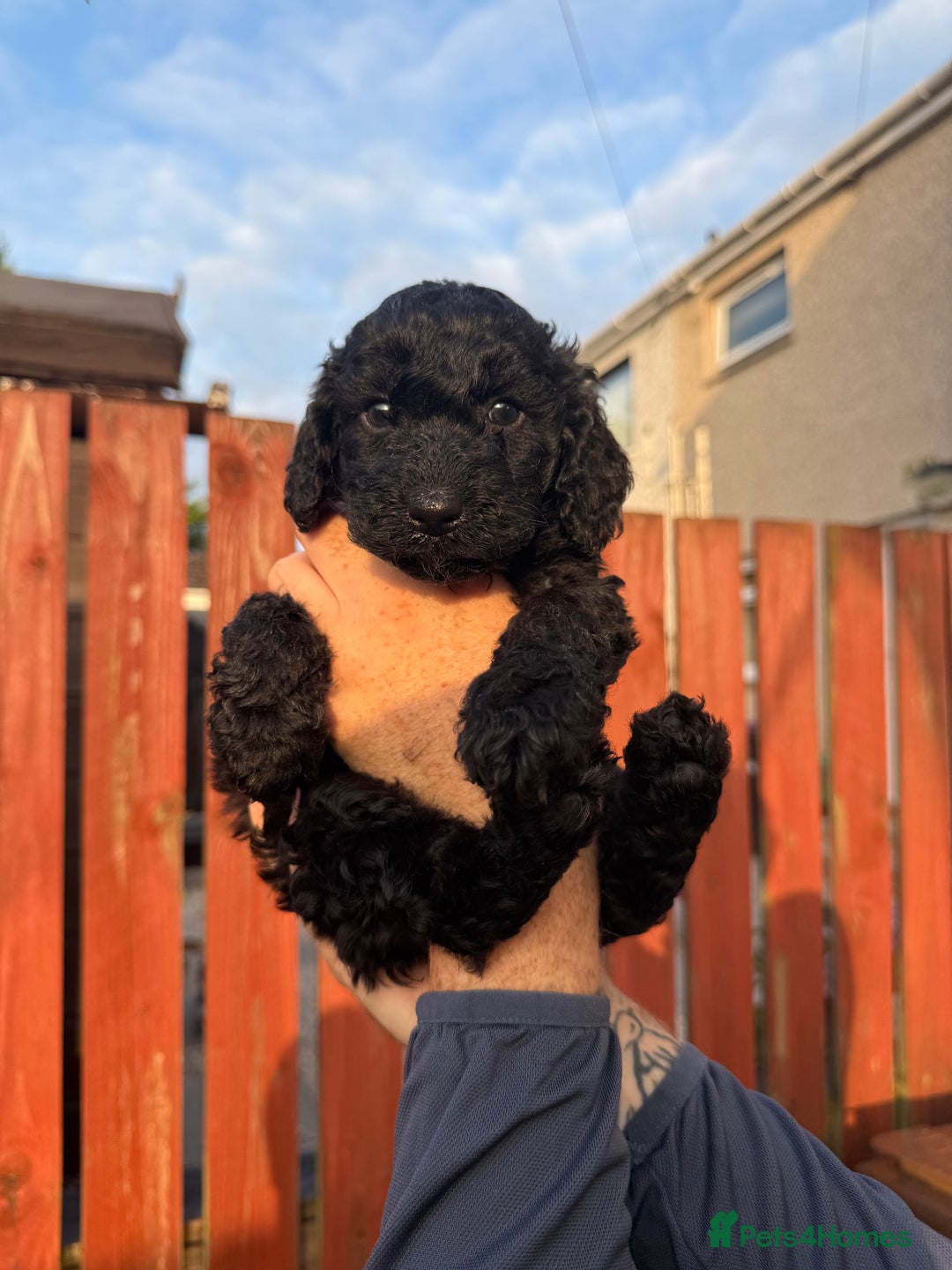 Cockapoo dogs for sale: Cockapoo puppies - Image 2