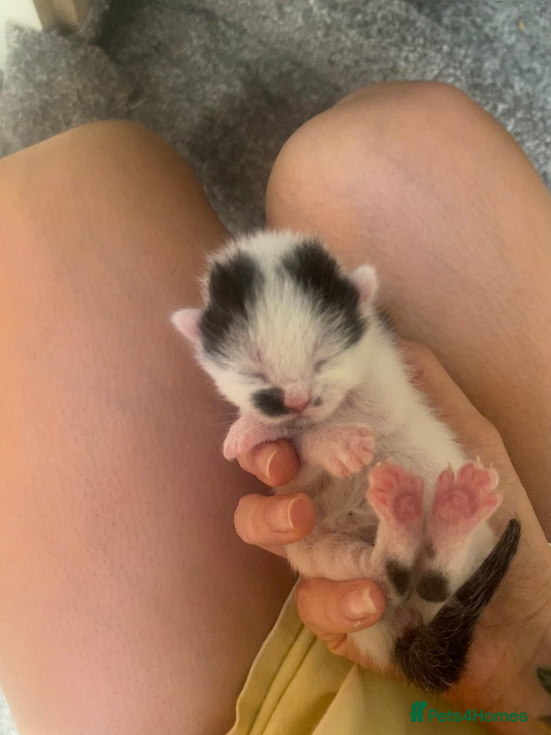 British Longhair cats for sale: Black & white kittens  - Image 15