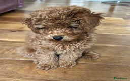 Toy Poodle dogs for sale:  Toy Poodle Puppy Looking for a Loving Home - Image 10
