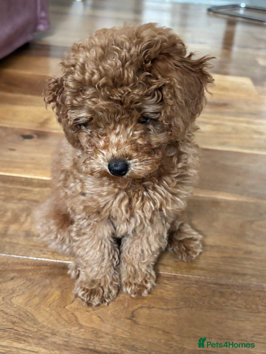 Toy Poodle dogs for sale:  Toy Poodle Puppy Looking for a Loving Home - Image 10