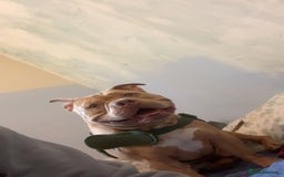 American Bully dogs for sale: American exotic pocket bully  - Advert 5