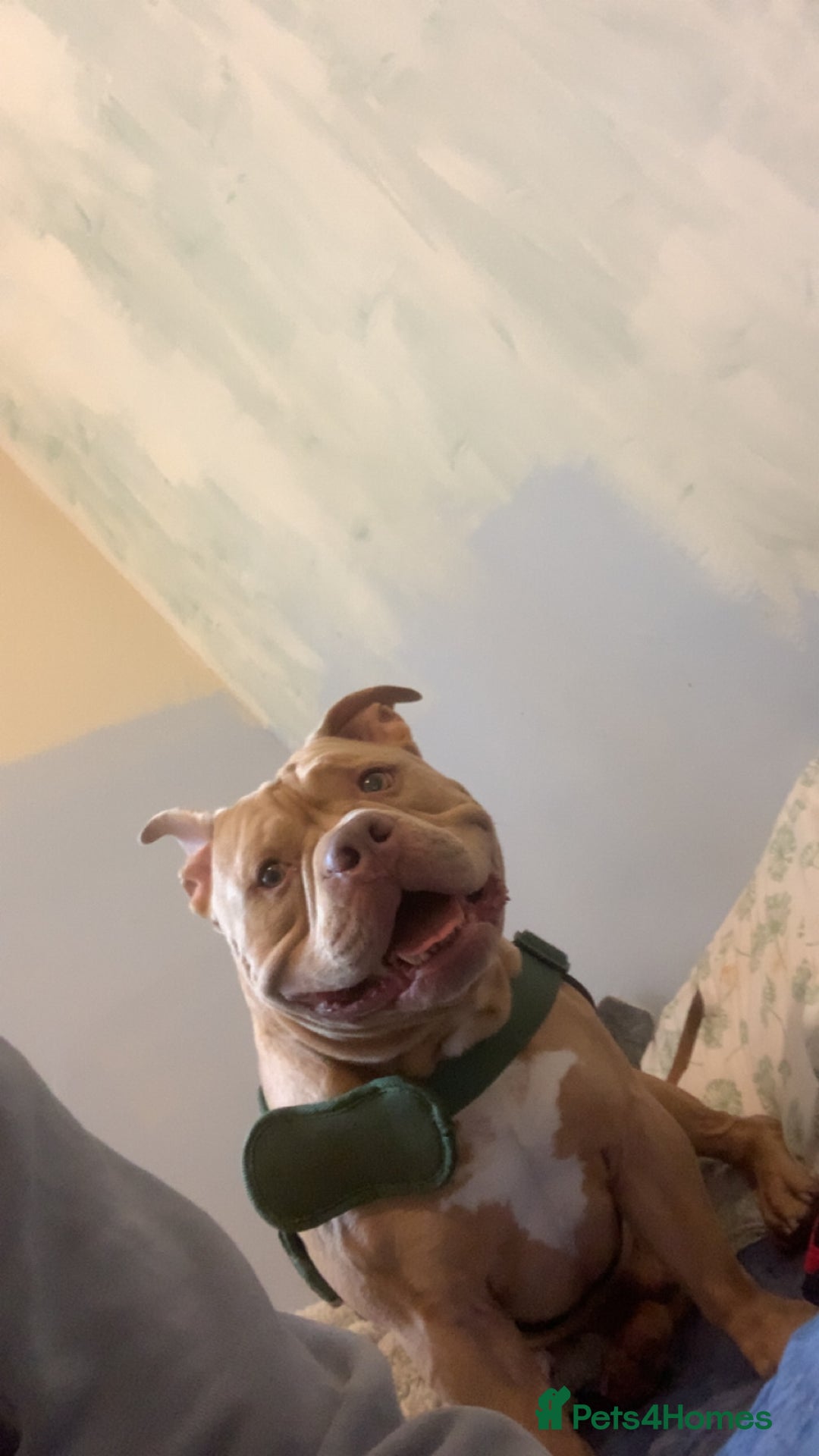 American Bully dogs for sale: American exotic pocket bully  - Advert 5