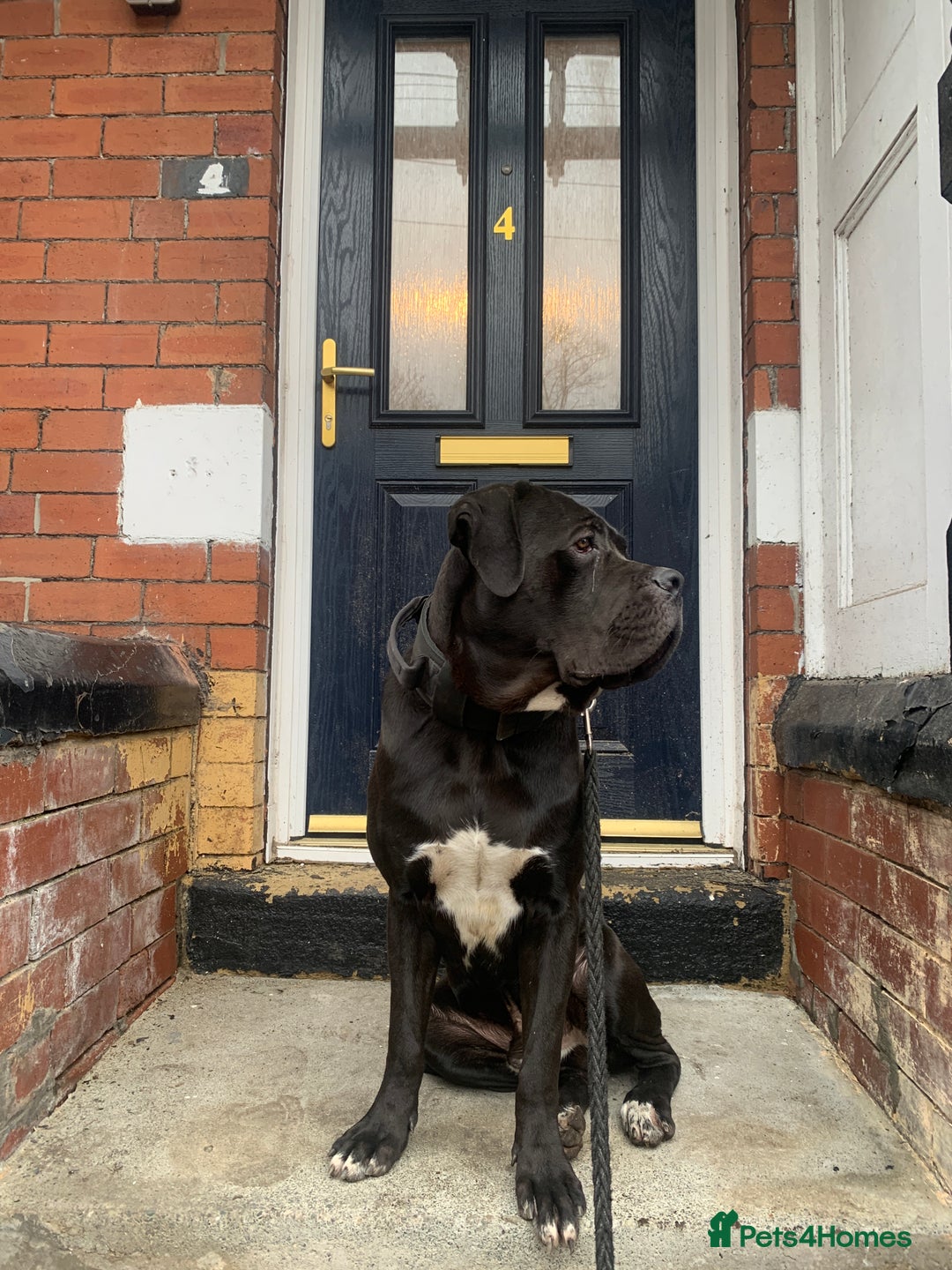 Cane Corso dogs for sale: PURE CANE CORSO MALE - Advert 5