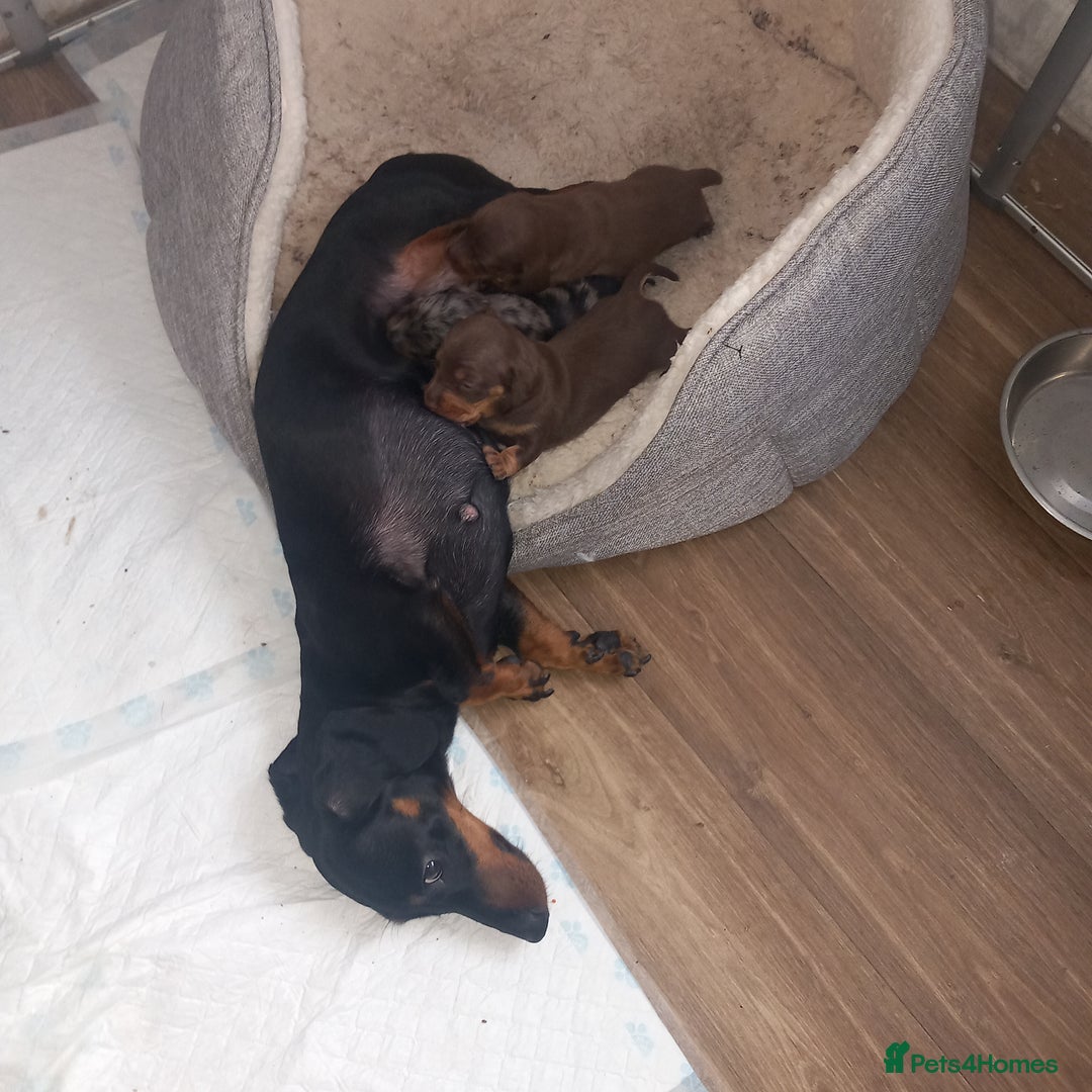 Miniature Dachshund dogs for sale: Miniature dachshund  - Image 4