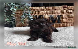 Shih Tzu dogs for sale: Stunning KC chocolate imperial Shihtzu puppies - Image 20