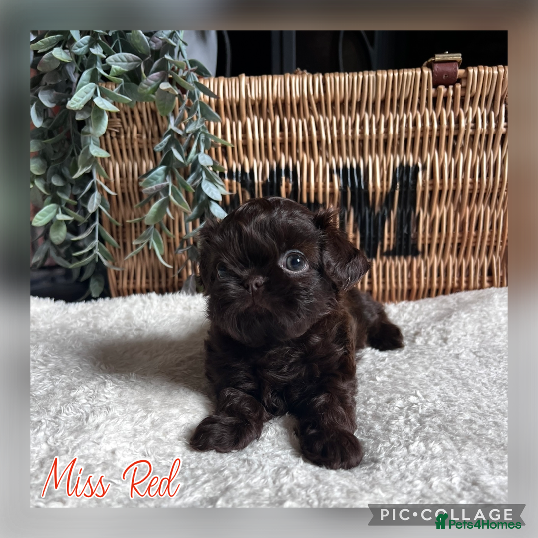 Shih Tzu dogs for sale: Stunning KC chocolate imperial Shihtzu puppies - Image 20