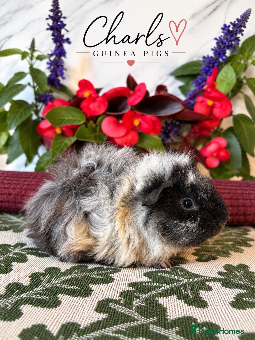 Guinea Pig rodents for sale: Baby boys for sale  - Advert 1