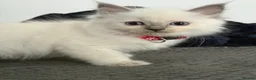 Ragdoll cats for sale: LAST 2 GCCF/ TICA RAGDOLLS LEFT  - Advert 9