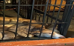 Huskita dogs for sale: Beautiful Female Huskita puppy - Image 6