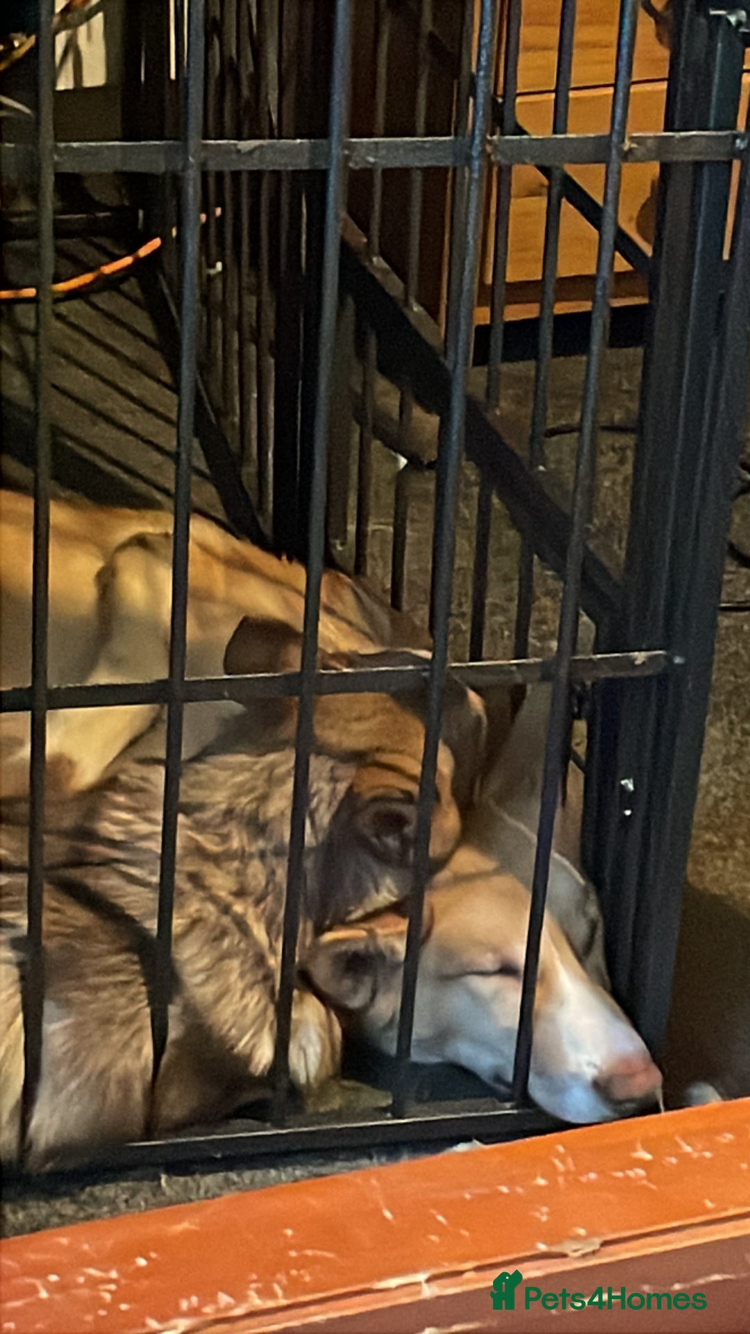 Huskita dogs for sale: Beautiful Female Huskita puppy - Image 6