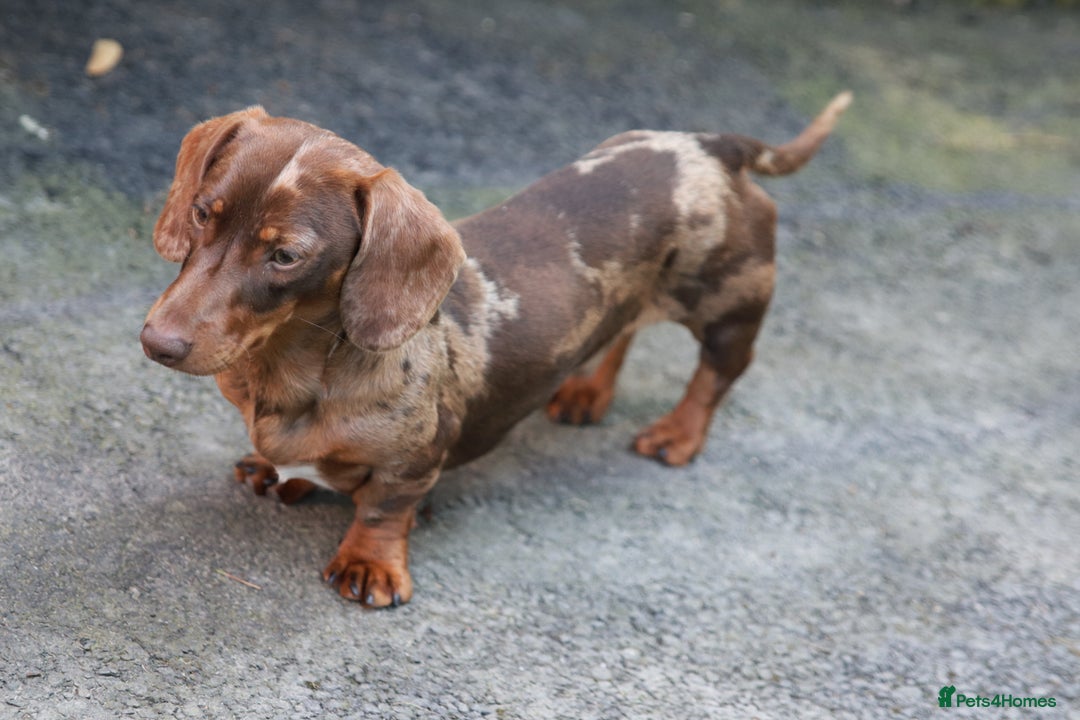 Miniature Dachshund dogs for stud: Carries cream+Blue+**** ultrasound+Ov in Heathfield - Image 4