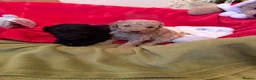 Cavapoo dogs for sale: Adorable Cavapoo Puppies for Sale 🐶� in Walsall - Advert 8