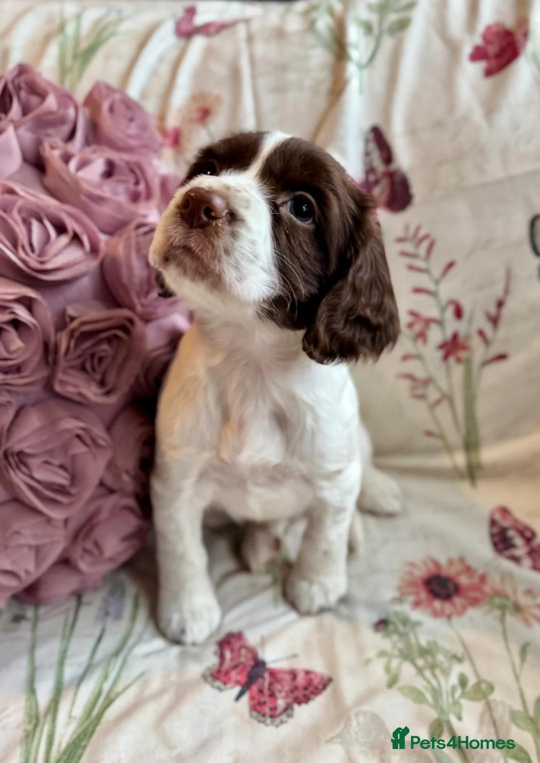 Sprocker dogs for sale: Beautiful Sprocker Spaniel pups  - Advert 9