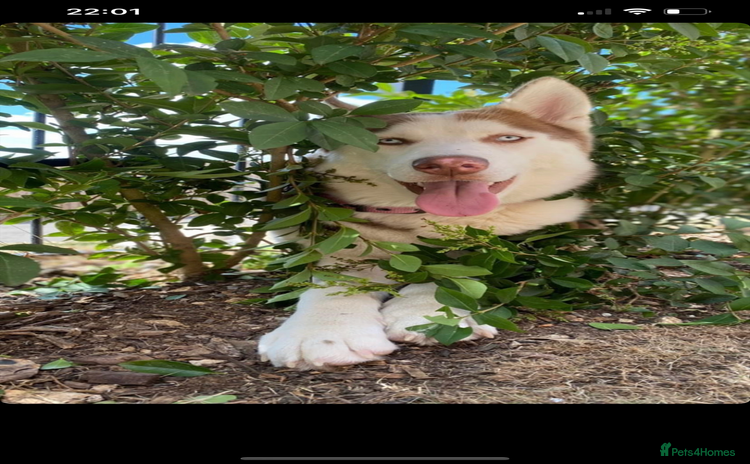 Siberian Husky dogs - Advert 1