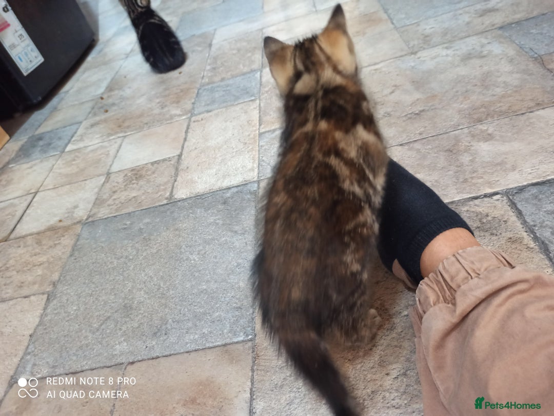 British Shorthair cats for sale: Beautiful tabby kittens - Image 33