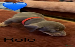 Miniature Dachshund dogs for sale: Miniature dachshund puppies  - Advert 22