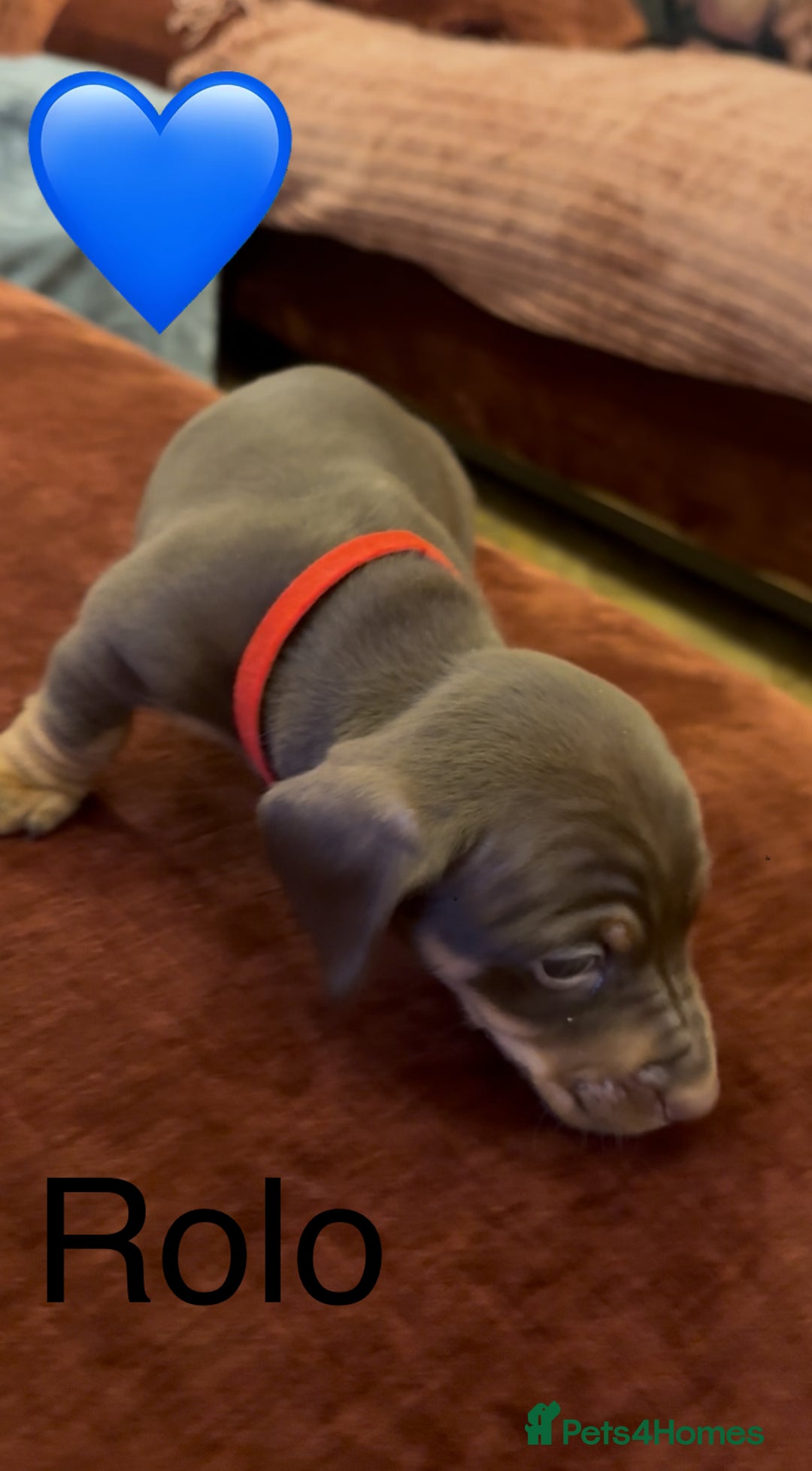 Miniature Dachshund dogs for sale: Miniature dachshund puppies  - Advert 22