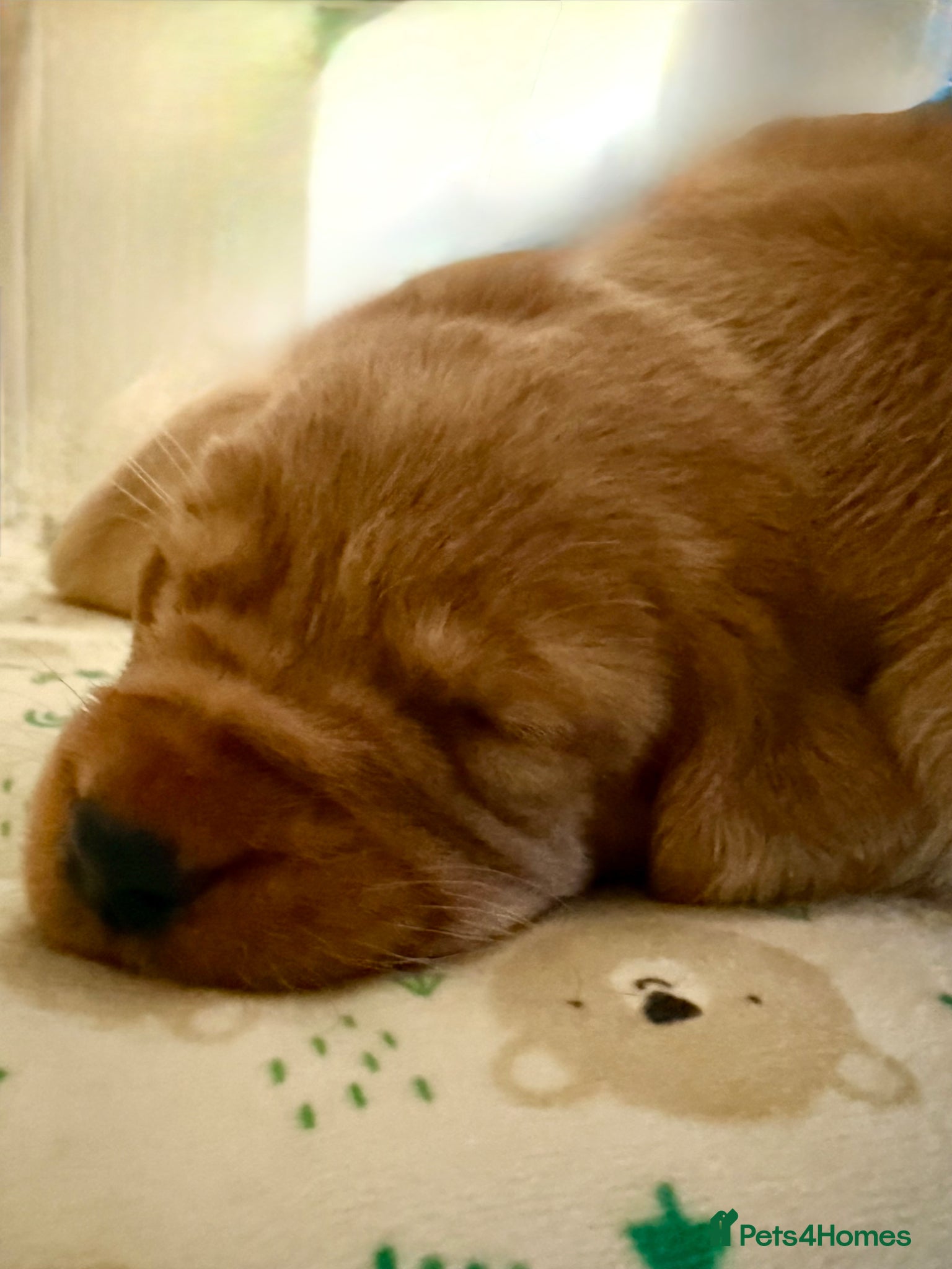 Labrador Retriever dogs Fox red and yellow/white Labrador pups - Advert 1