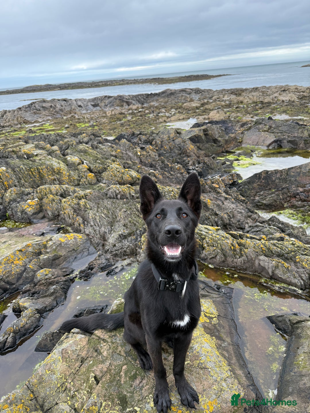 German Shepherd dogs for sale: German shepherd  - Advert 2