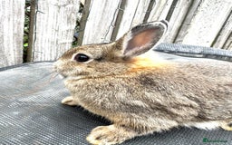 Netherland Dwarf rabbits for sale: Netherlands Dwarf Rabbits - Image 3
