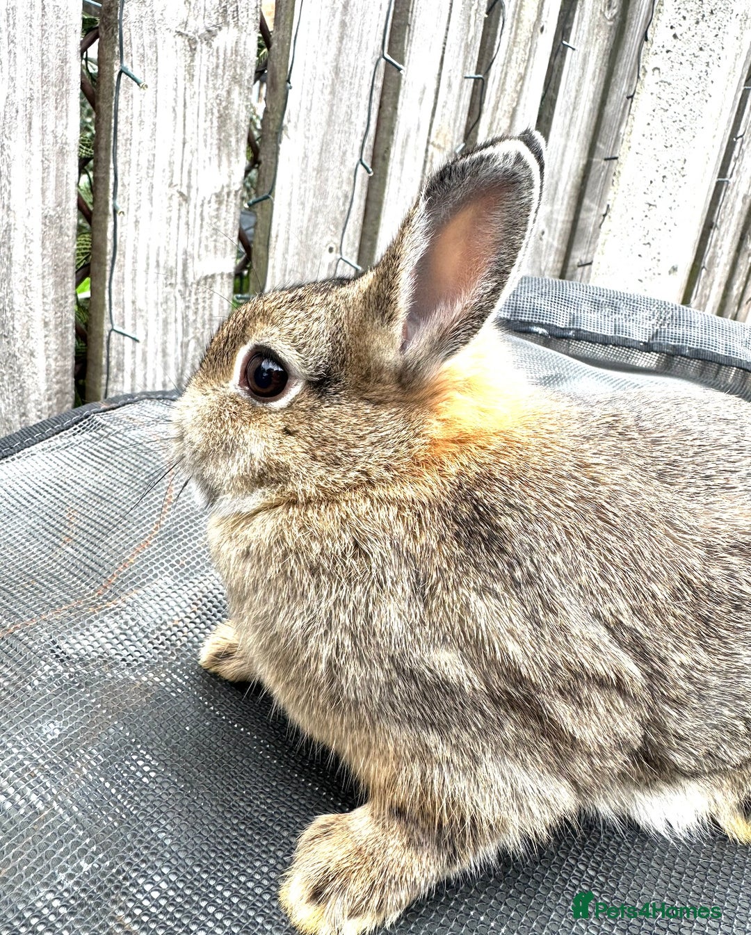 Netherland Dwarf rabbits for sale: Netherlands Dwarf Rabbits - Image 3