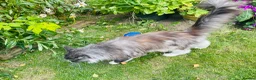 Maine Coon cats for sale: Mainecoon - Advert 4