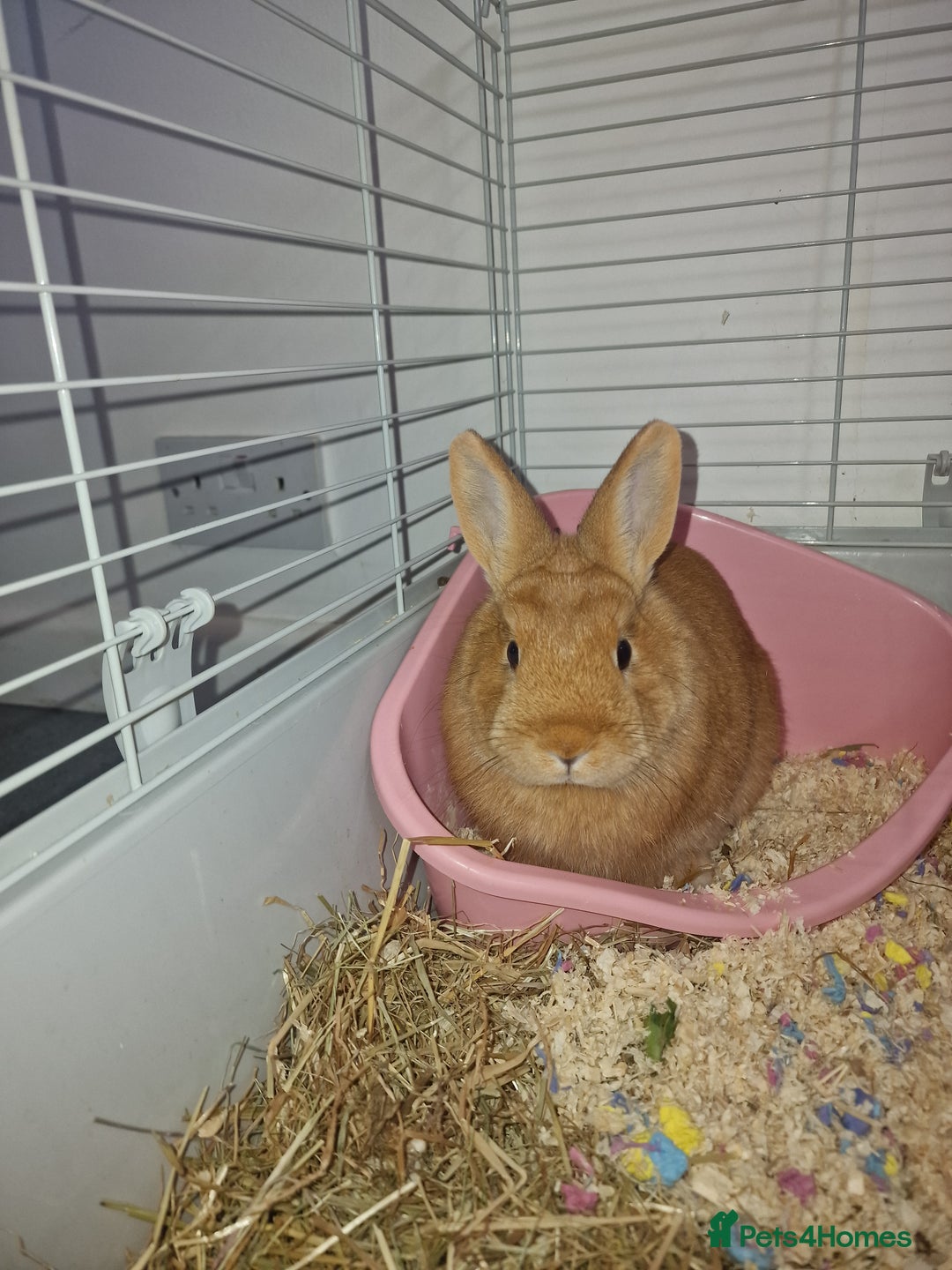 Dwarf Lop rabbits for sale: Rabbit  - Advert 4