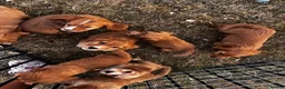 Cocker Spaniel dogs for sale: KC registered cockerspaniel puppies - Advert 9