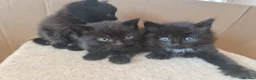 Mixed Breed cats for sale: 3 black kittens for sale - Advert 10