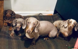 Miniature Dachshund dogs for sale: Gorgeous mini Dachshund Boys  - Image 1