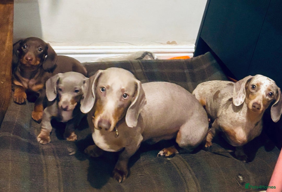 Miniature Dachshund dogs for sale: Gorgeous mini Dachshund Boys  - Image 1