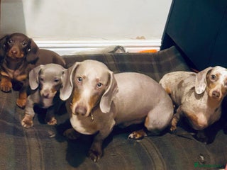 Miniature Dachshund dogs for sale - Advert 1