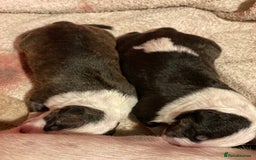 English Bull Terrier dogs for sale: English bull terrier puppy’s  - Image 14