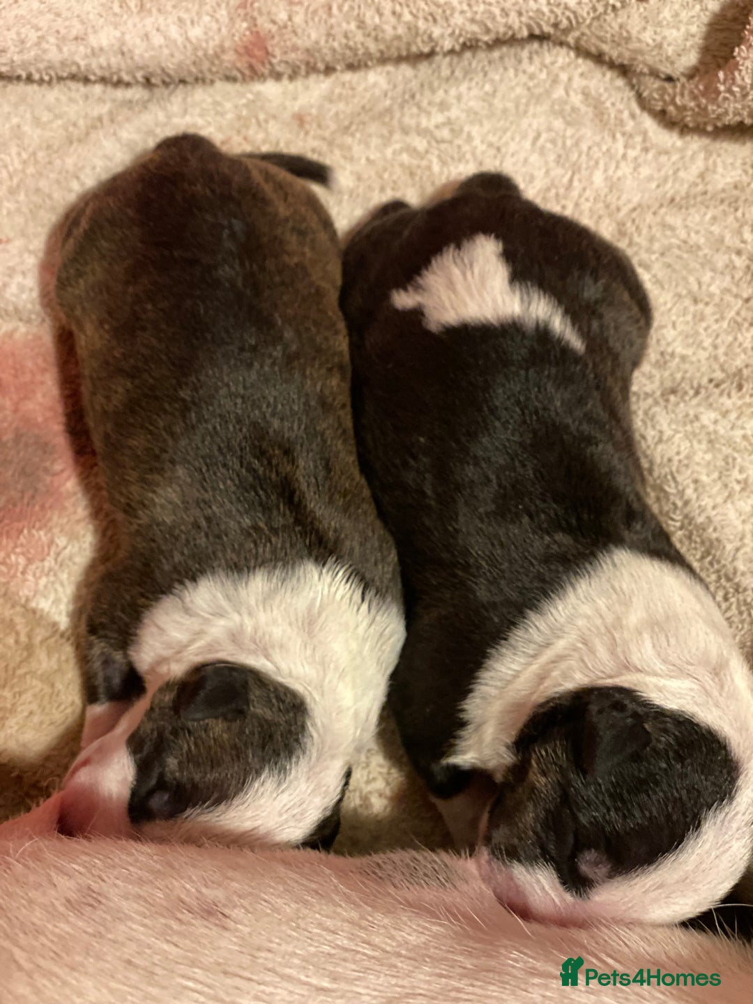 English Bull Terrier dogs for sale: English bull terrier puppy’s  - Image 14
