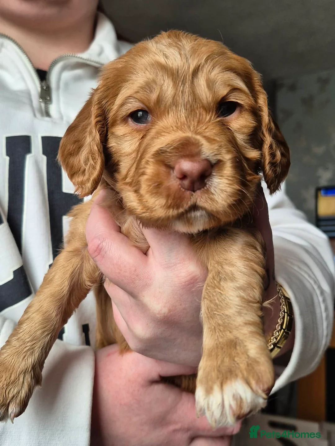 Cocker Spaniel dogs for sale: Cocker spaniel puppies for sale - Advert 3