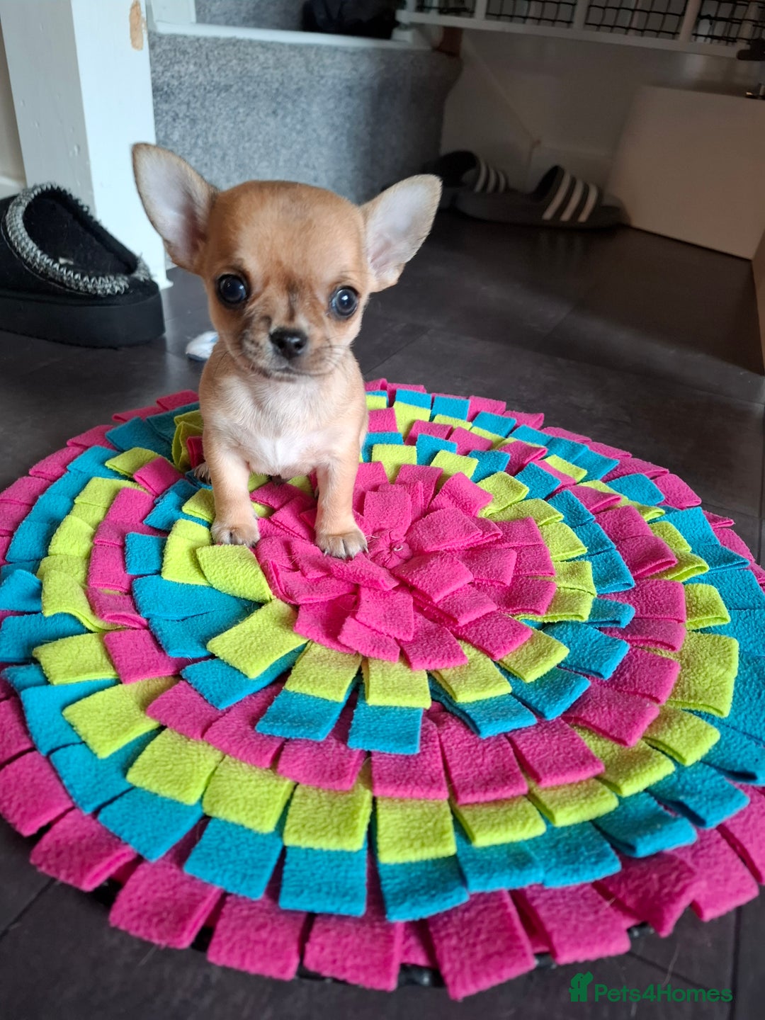 Chihuahua dogs for sale: Gorgeous Chihuahua puppies ❤️👑❤️ Bristol  - Advert 30