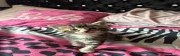 Domestic Shorthair cats for sale: 6 Curious Loving Domestic Shorthair Kittens - Advert 7