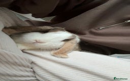 Harlequin rabbits for sale: Male Low Rufus rabbit  - Advert 4