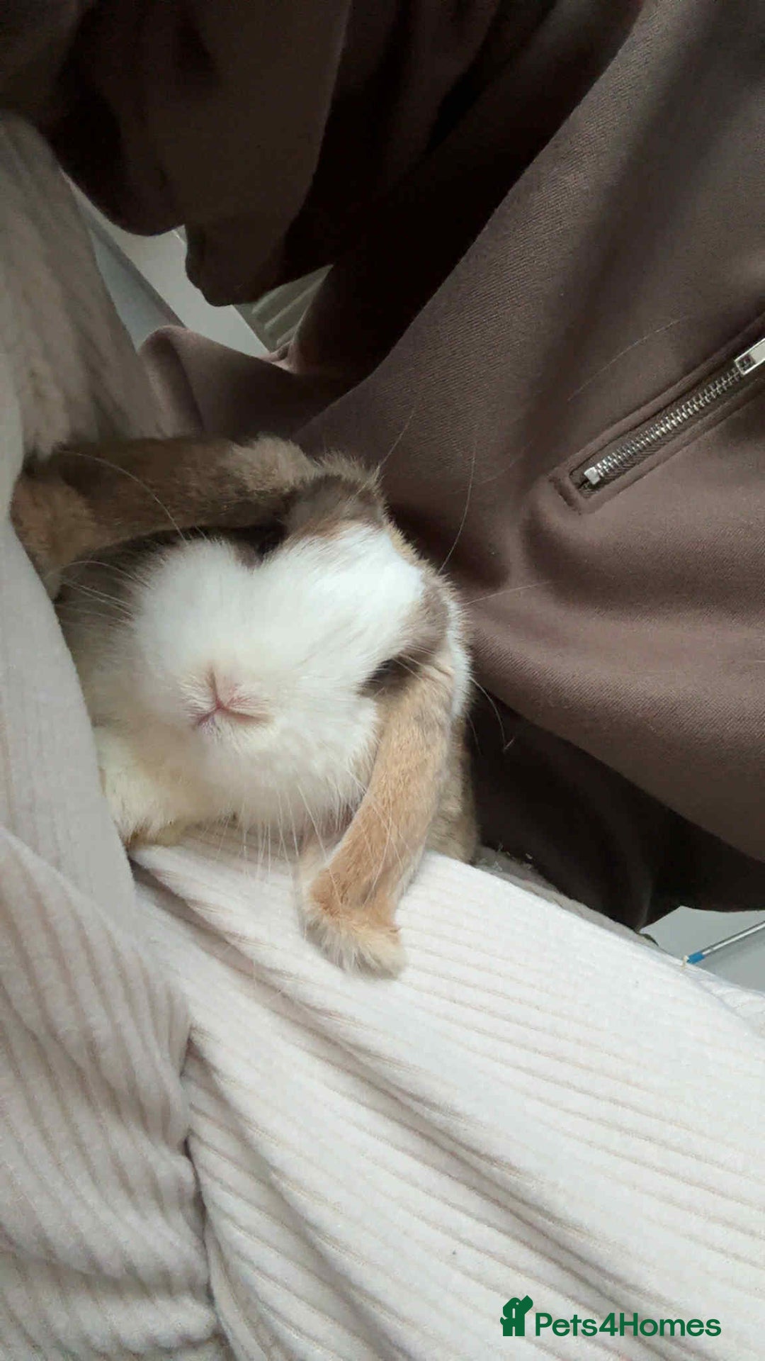 Harlequin rabbits for sale: Male Low Rufus rabbit  - Advert 4