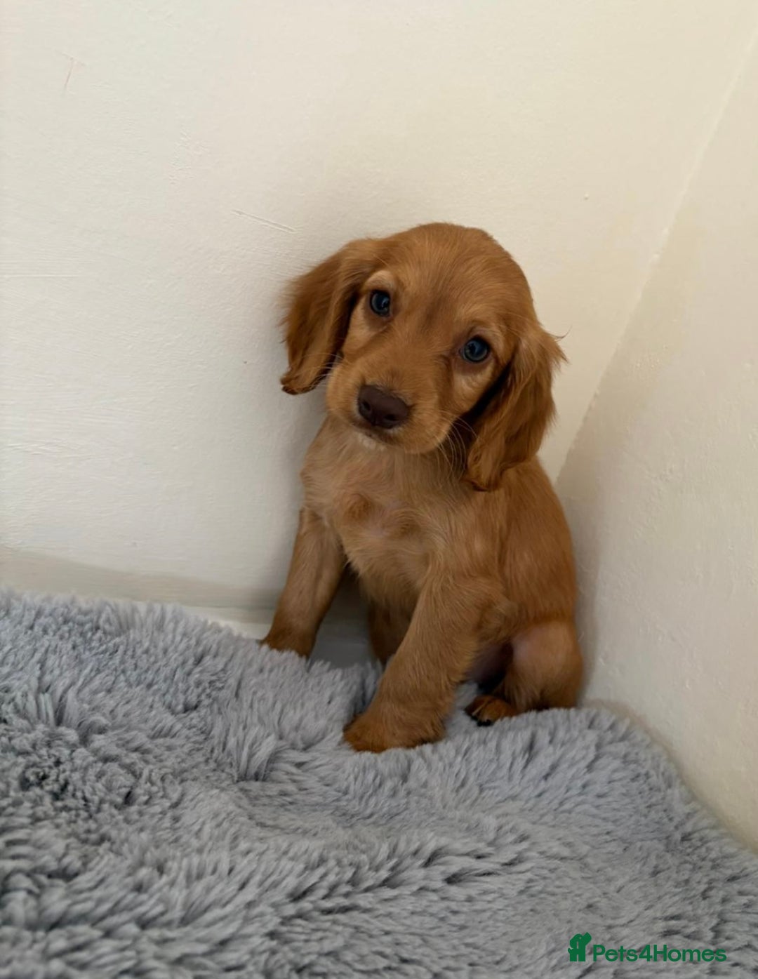 Cocker Spaniel dogs for sale: Beautiful cocker spaniels now ready - Image 9