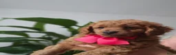 Cavapoo dogs for sale: Adorable Cavapoo Puppies Looking for Loving Homes - Advert 15