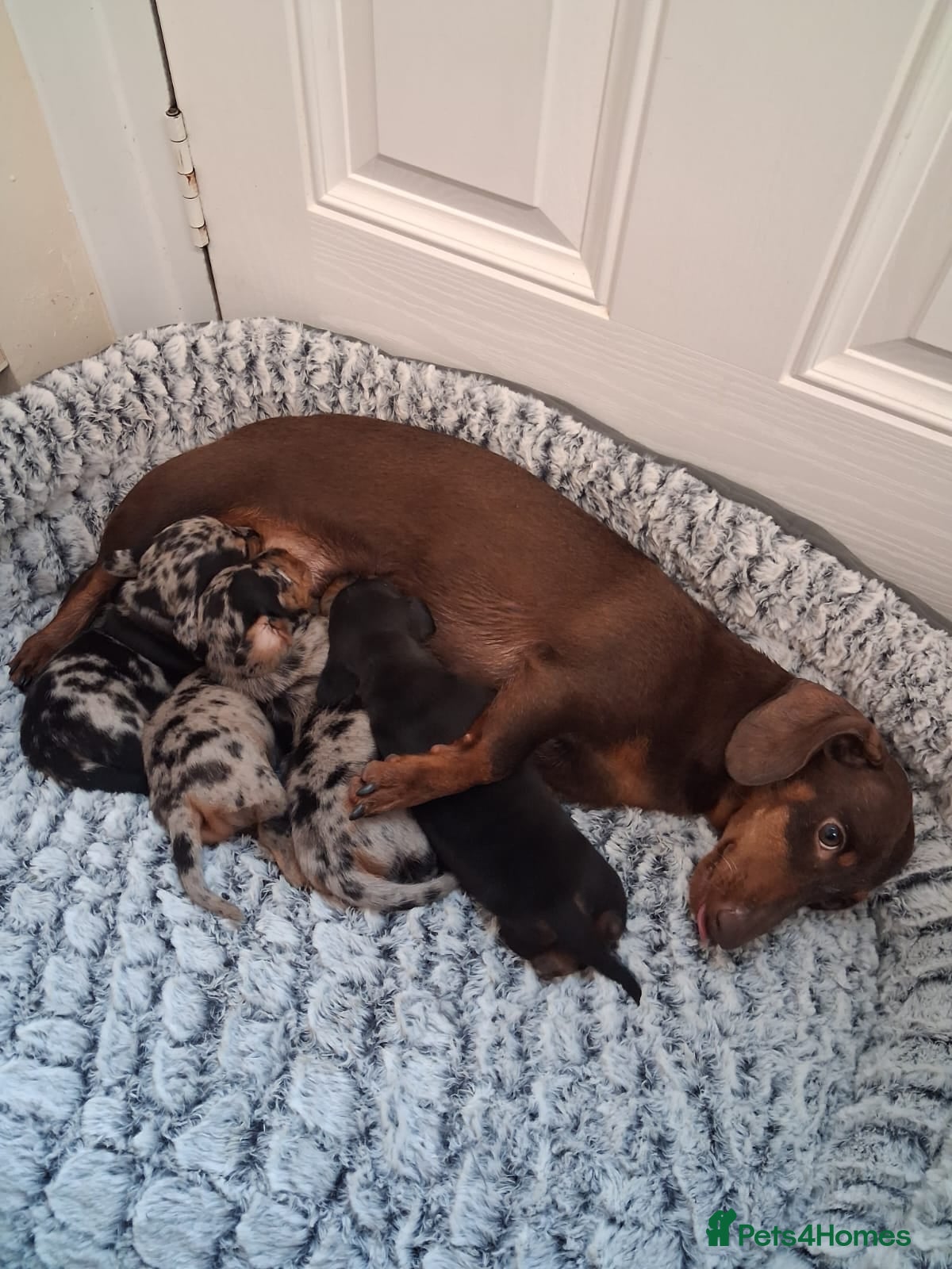 Miniature Dachshund dogs Miniature dachshund puppies boys and girls - Advert 2